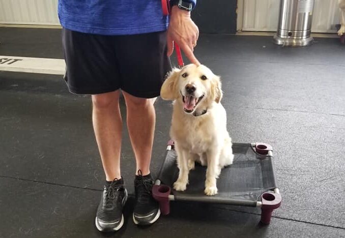 dog sitting on platform next to owner
