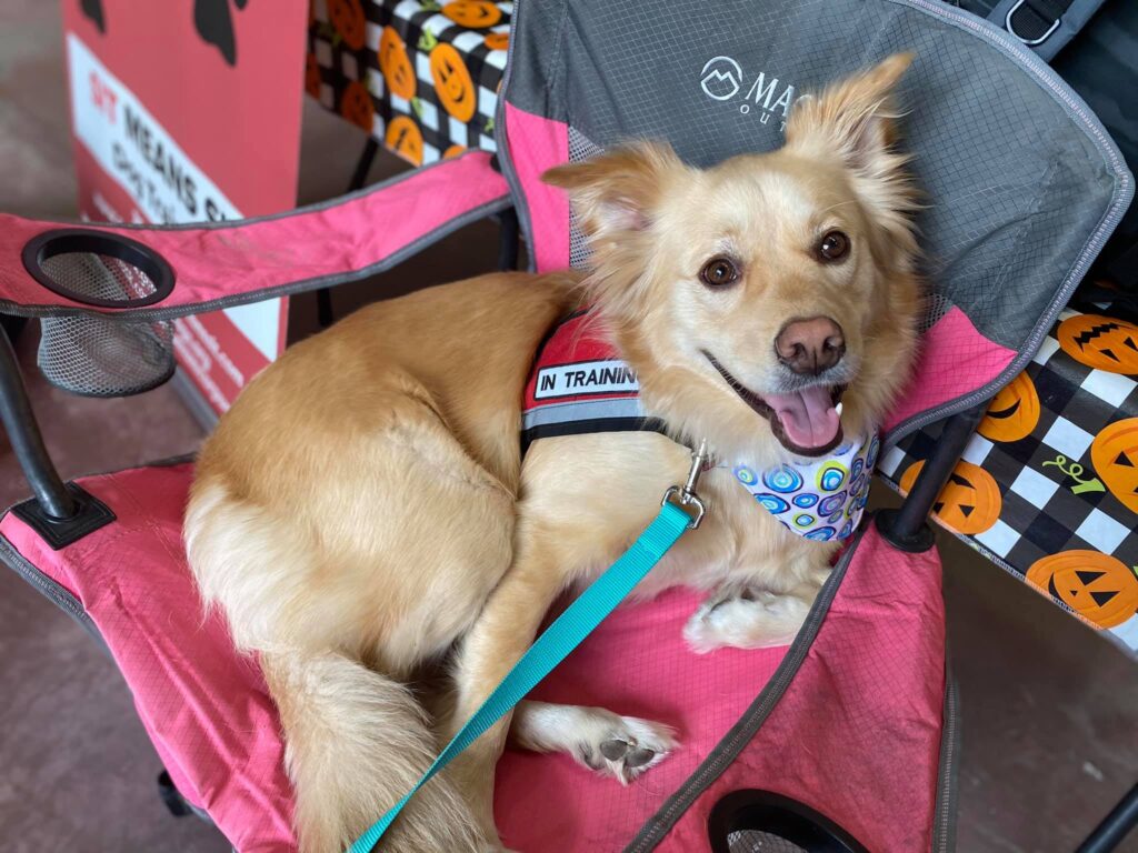 dog sitting in pink fold up chair