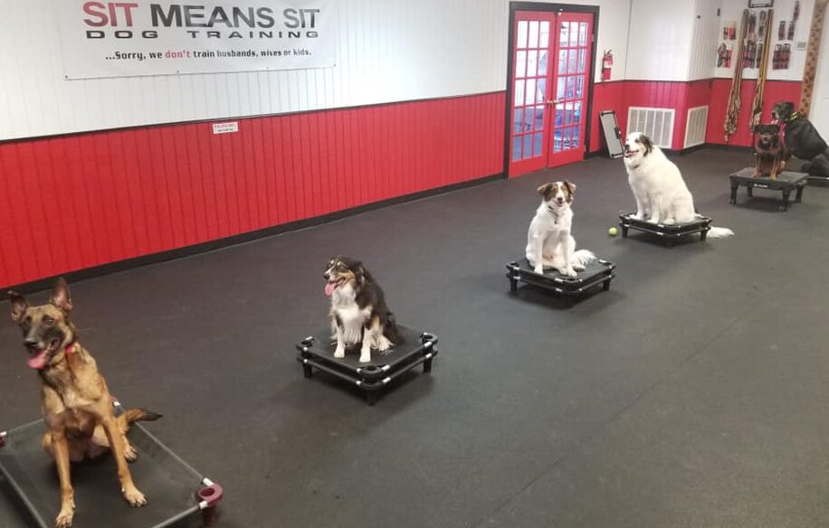line of dogs sitting on platforms