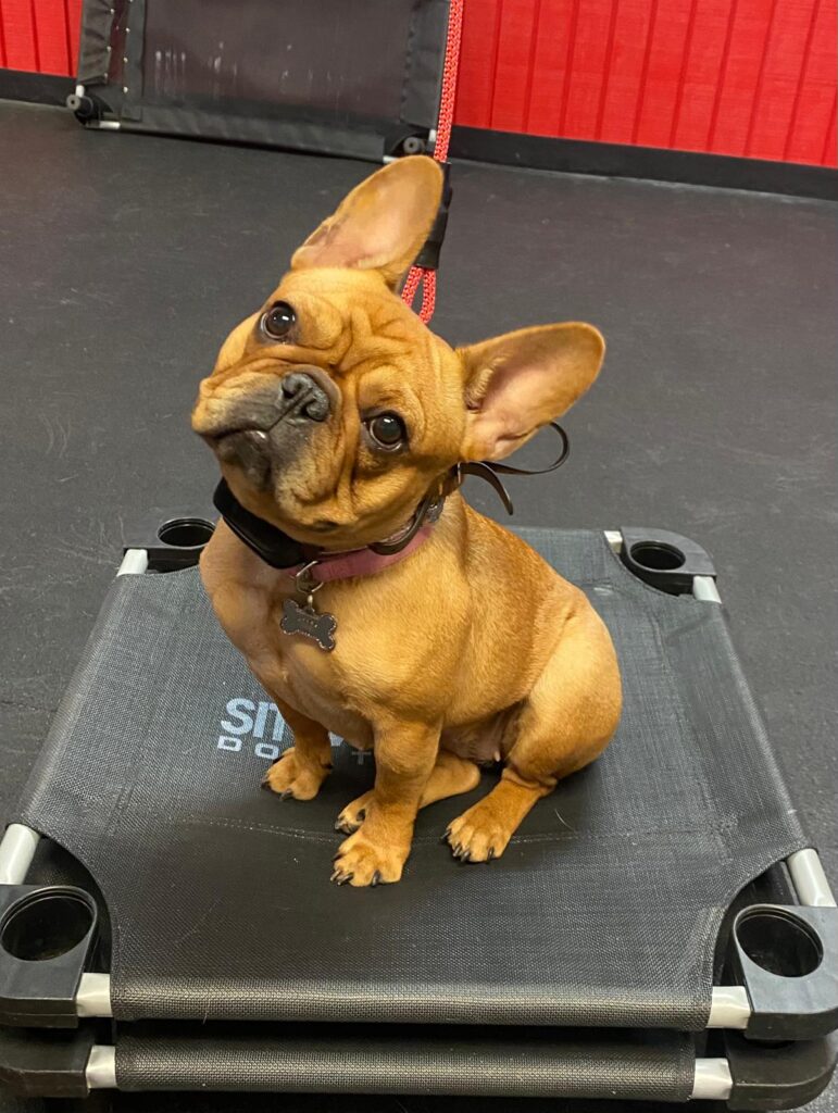 French bull dog sitting on a place board