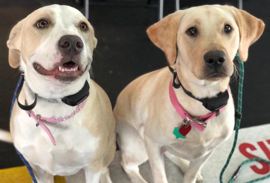two dogs sitting together