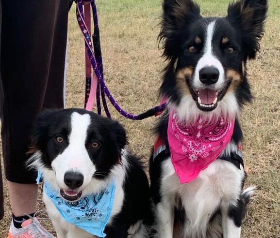 two dogs wearing bandanas