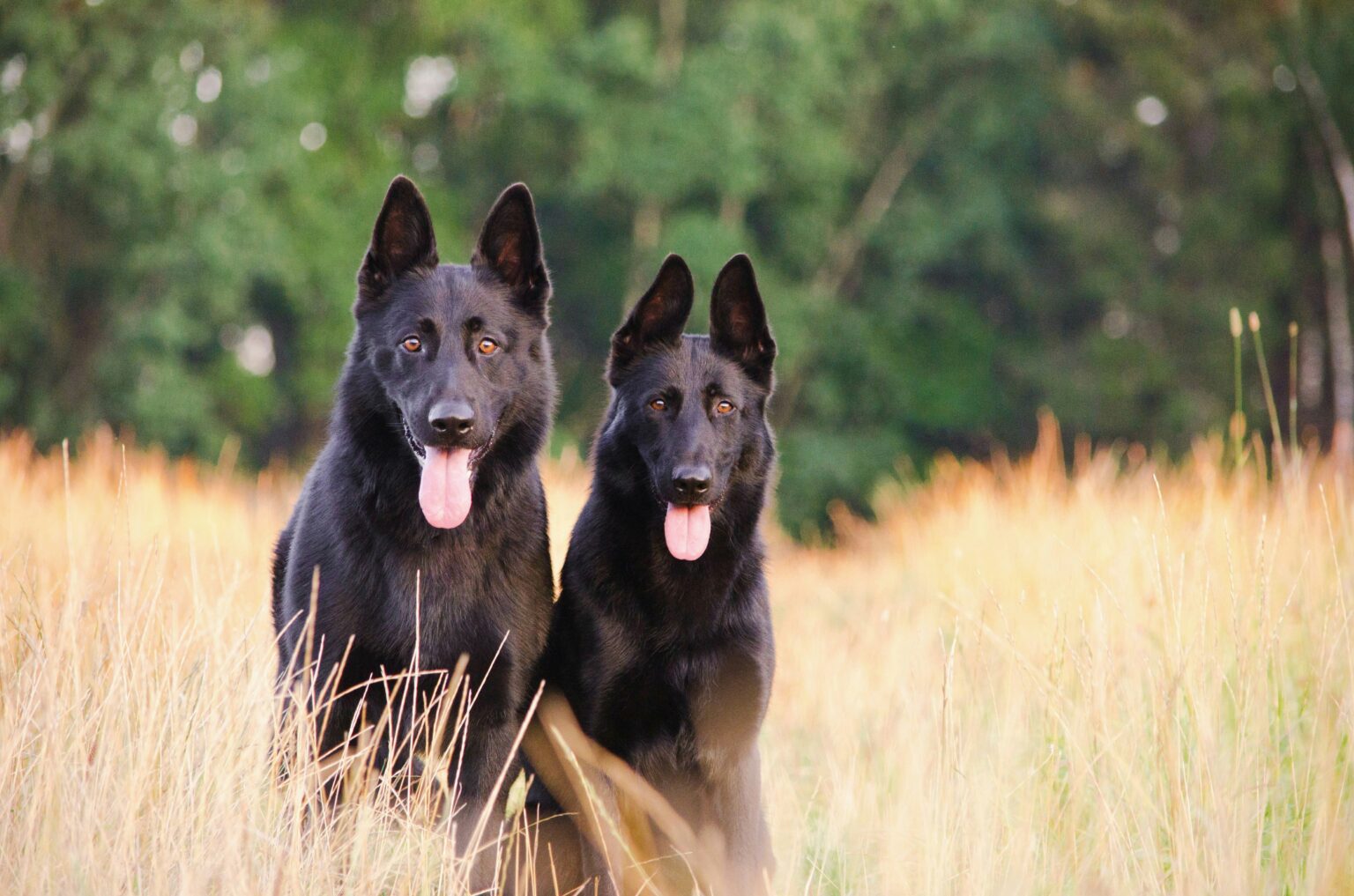two black dogs outside