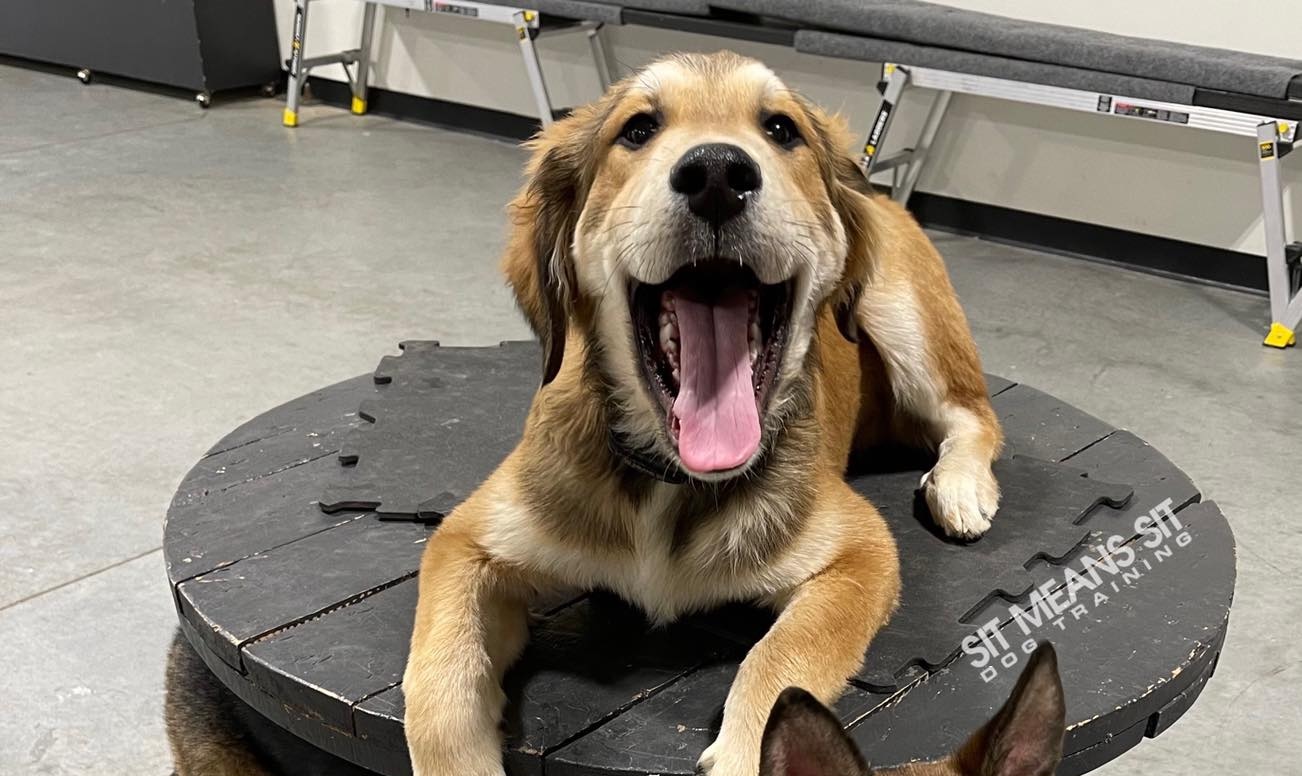 Happy dog laying on a mat