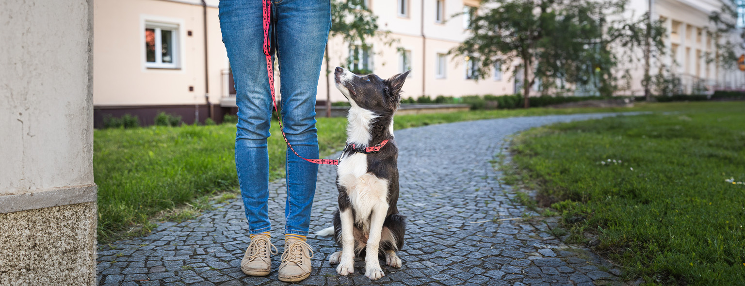 Dog on leash sitting next to their owner