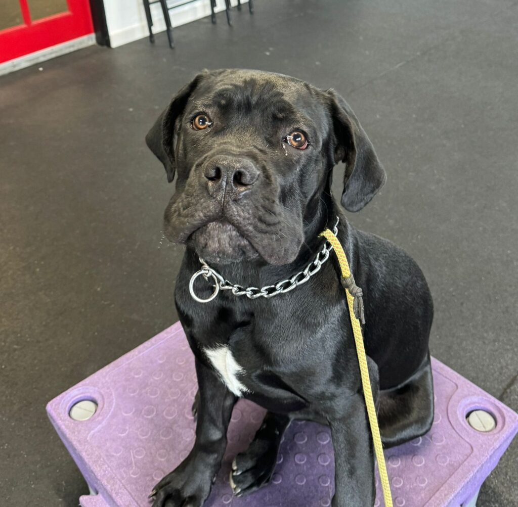 cane corso sitting on purple placeboard