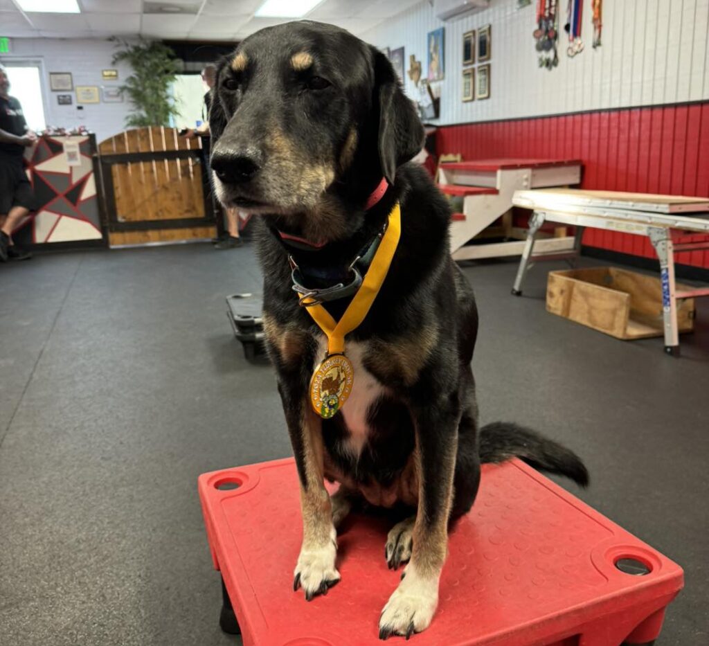 Dog sitting on training platform