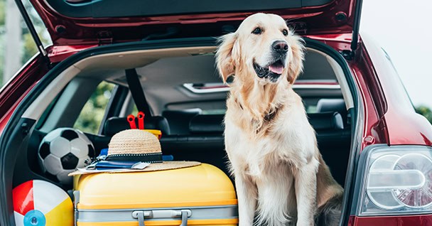 Board and Train Dog Training
