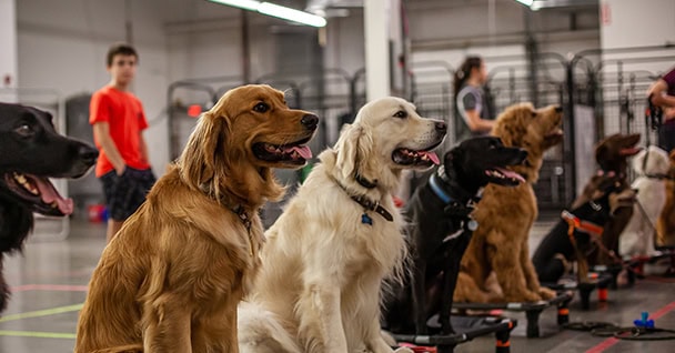 Day Train Dog Training