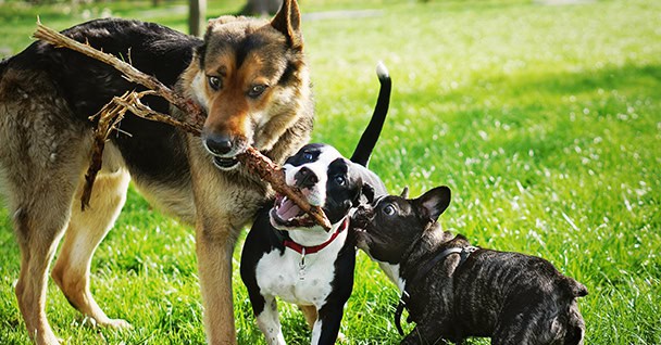 Group Class Dog Training