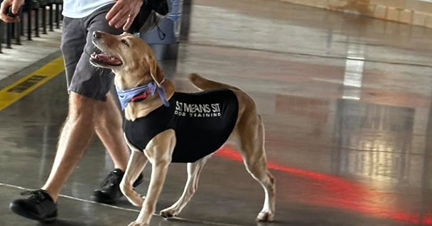Private Lesson Dog Training
